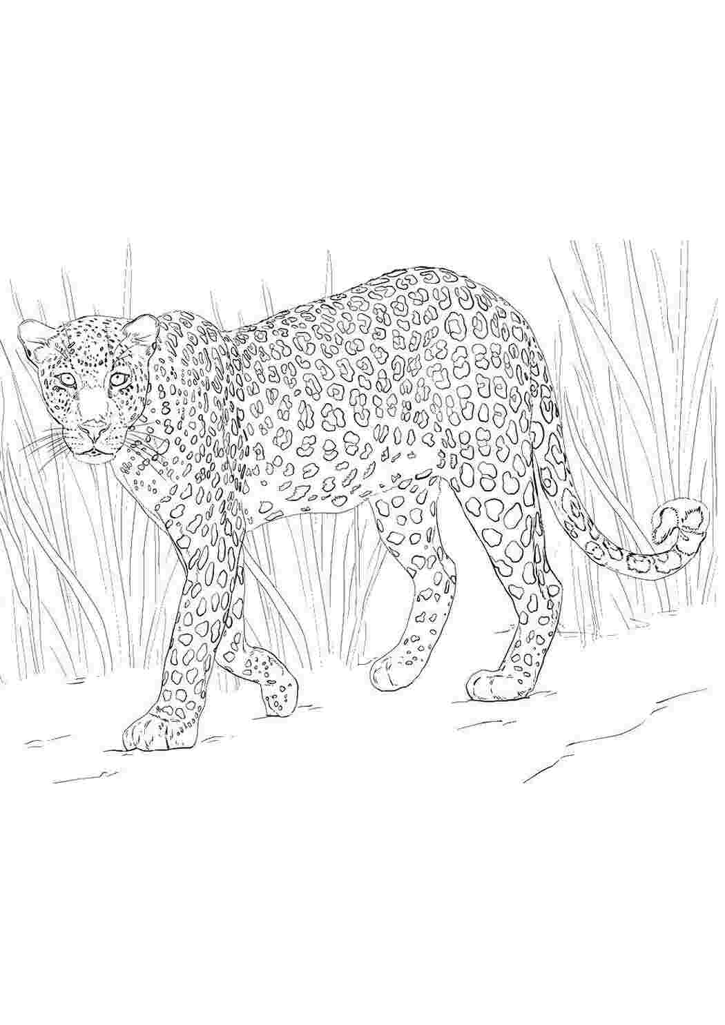 Раскраска Леопард