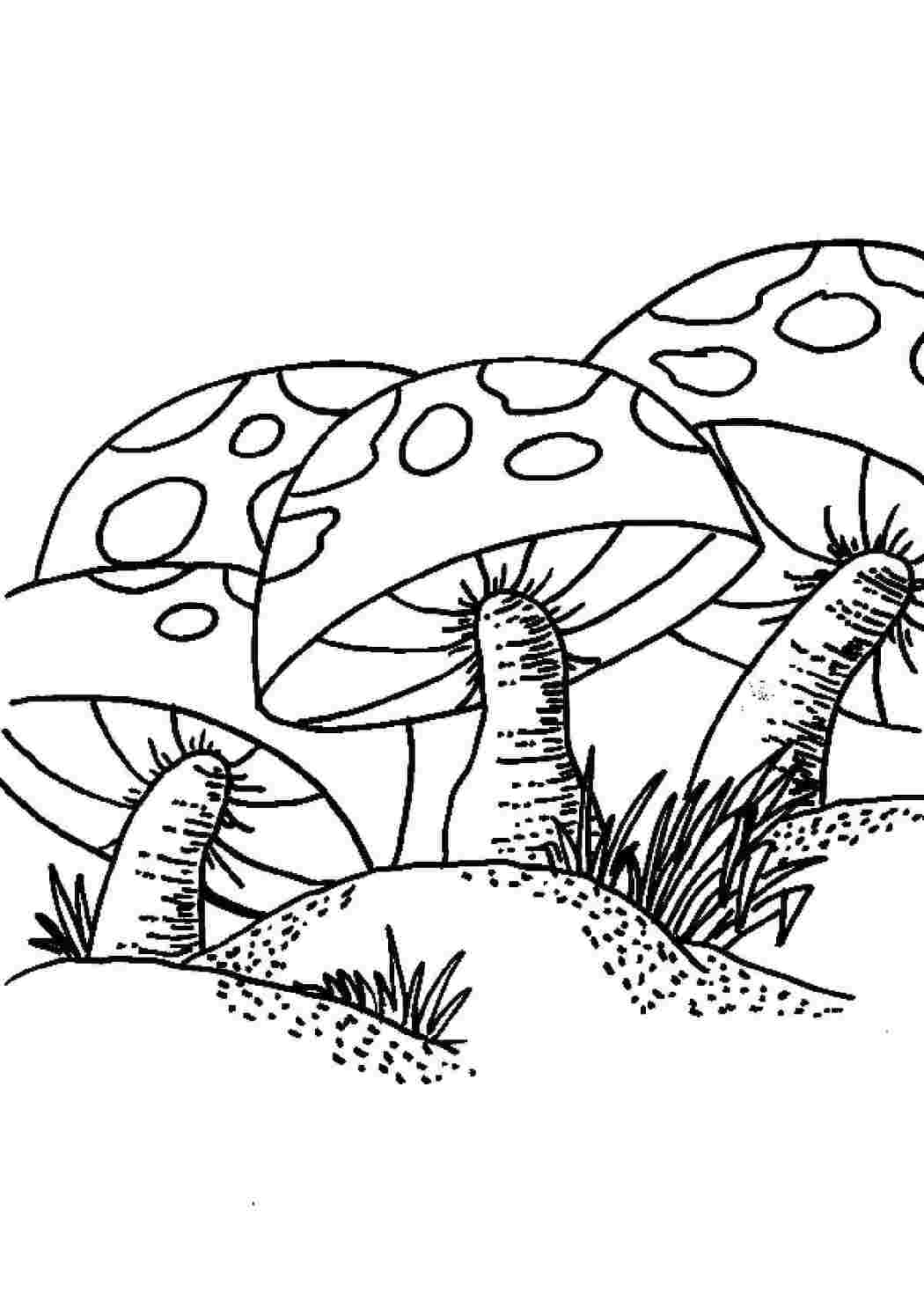 Раскраска Грибы