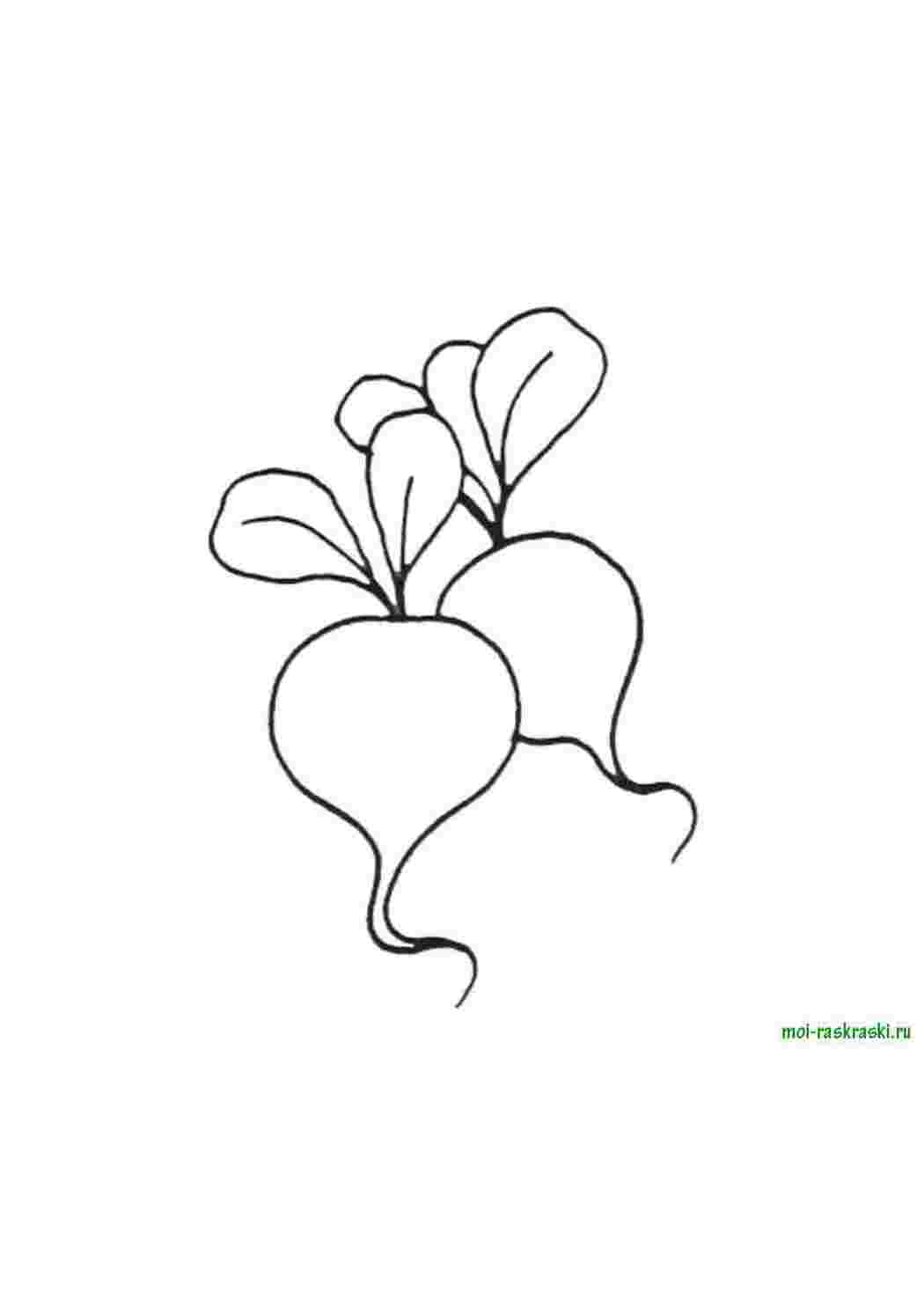 Раскраска овощи редис