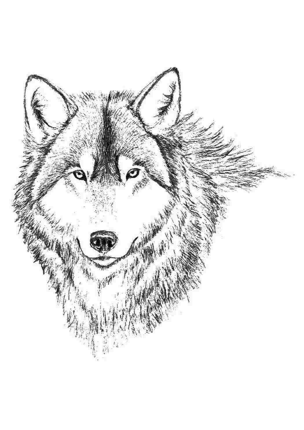Раскраска Волк
