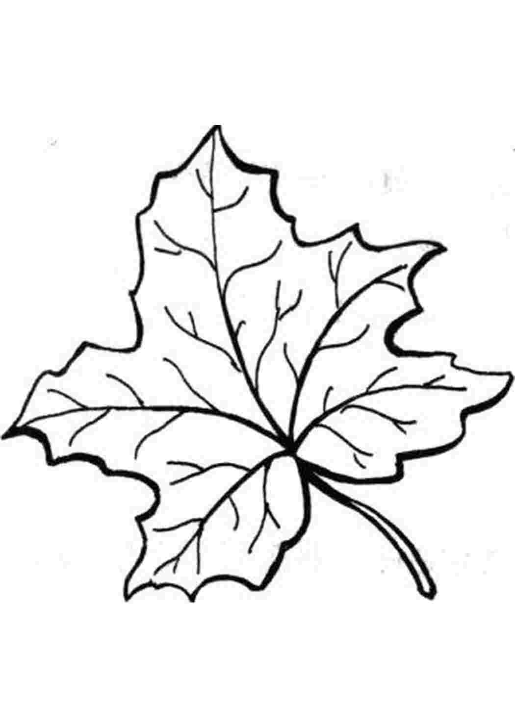 Листья клена рисунок контур