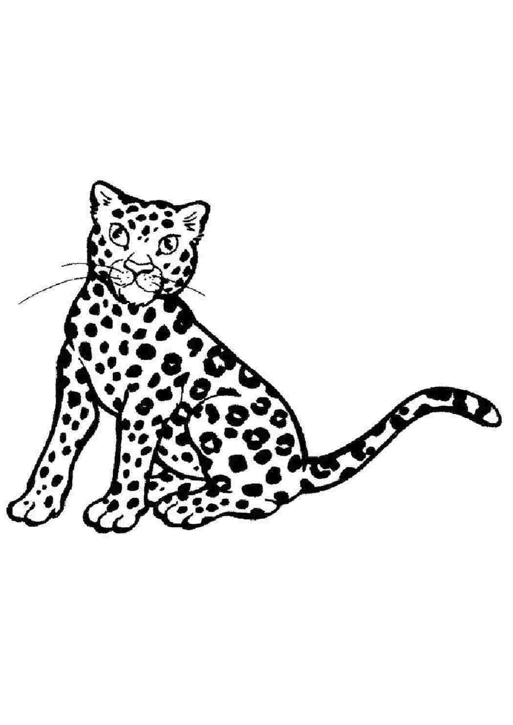 Раскраска Леопард