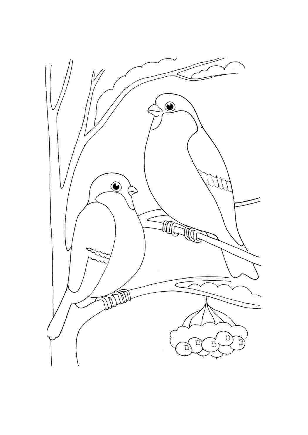 Раскраска Птицы на ветке