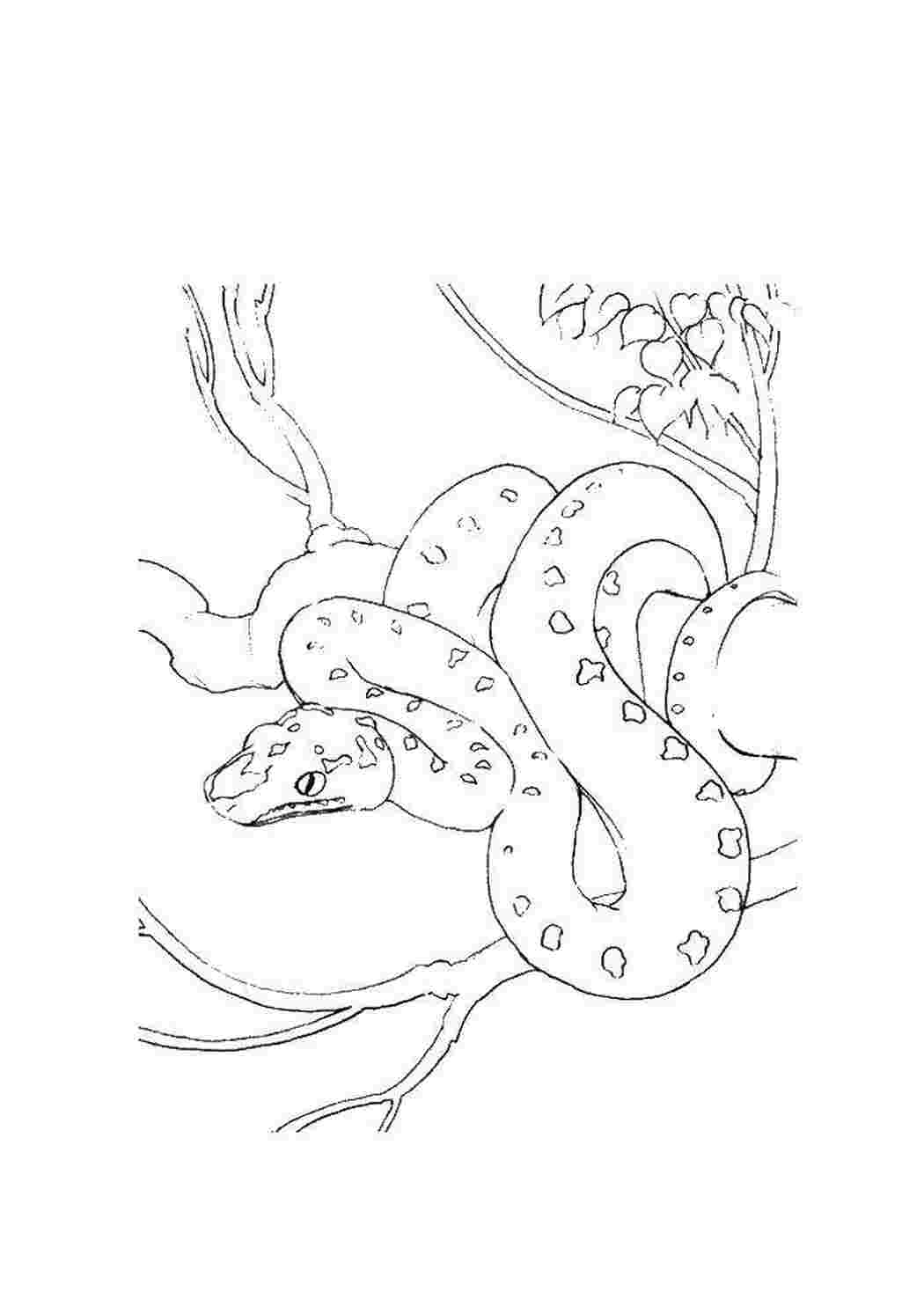 Раскраска Змея