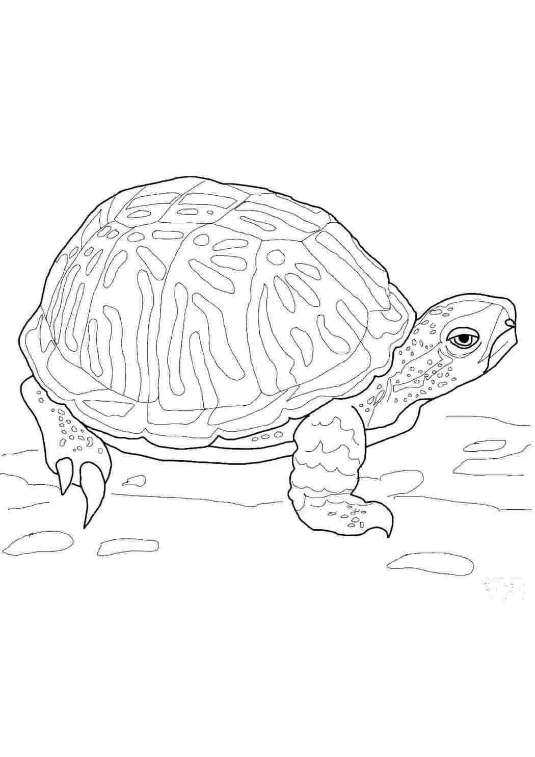 Раскраска морская черепашка для детей распечатать