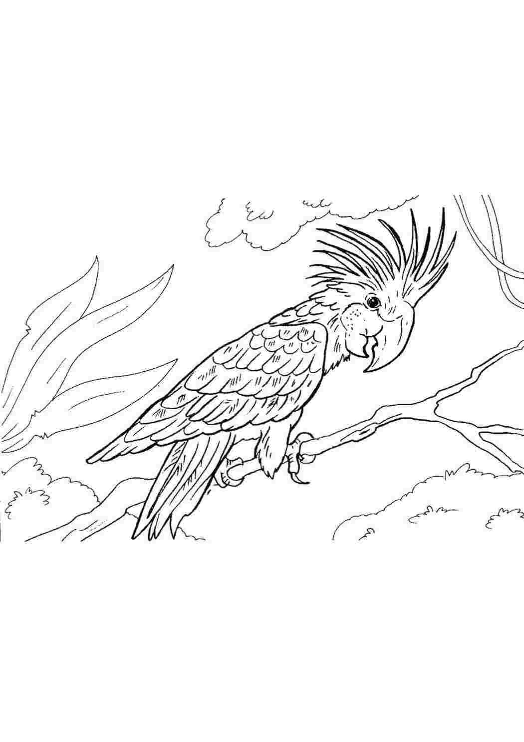Раскраска Экзотический попугай