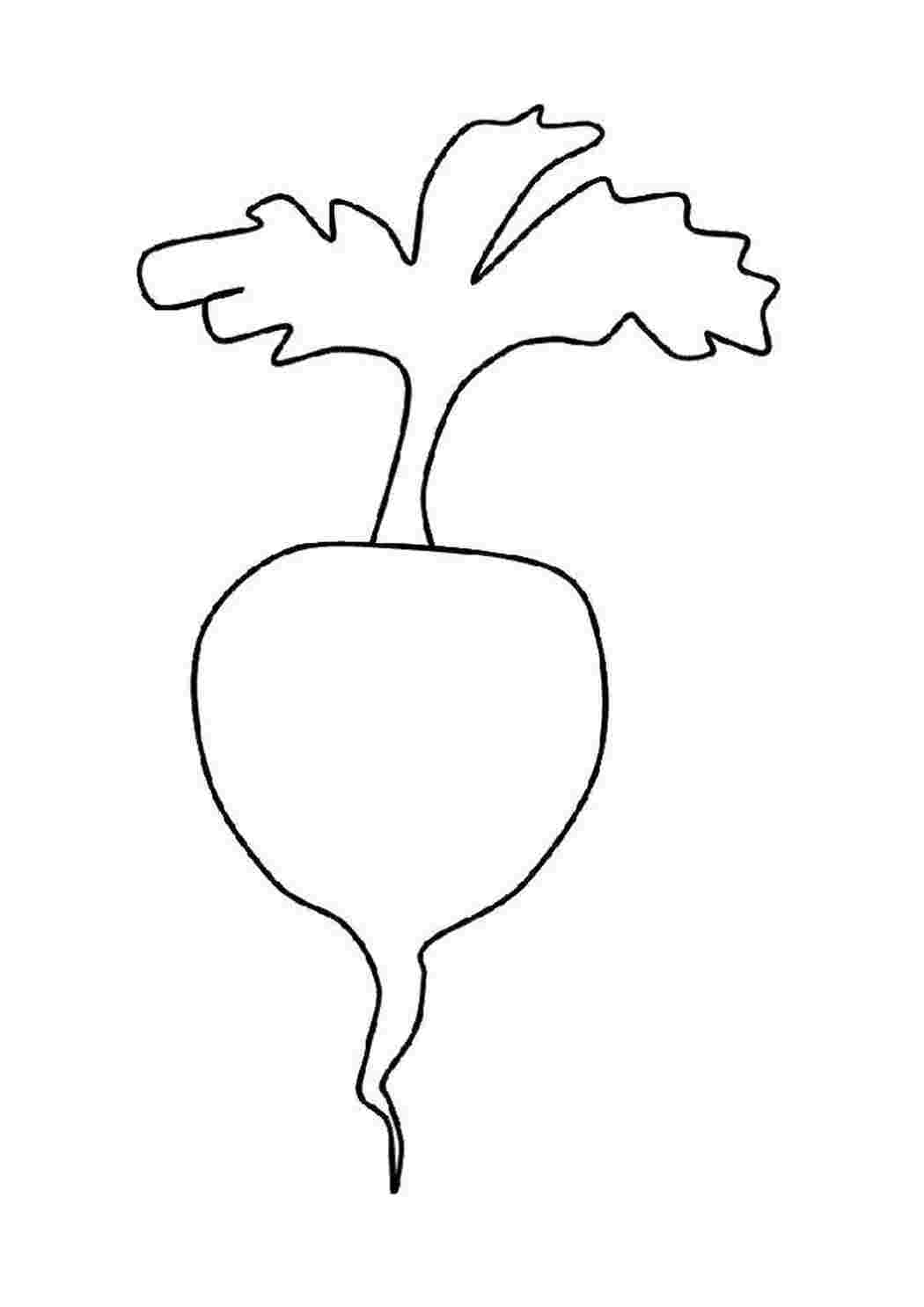 Раскраска редис