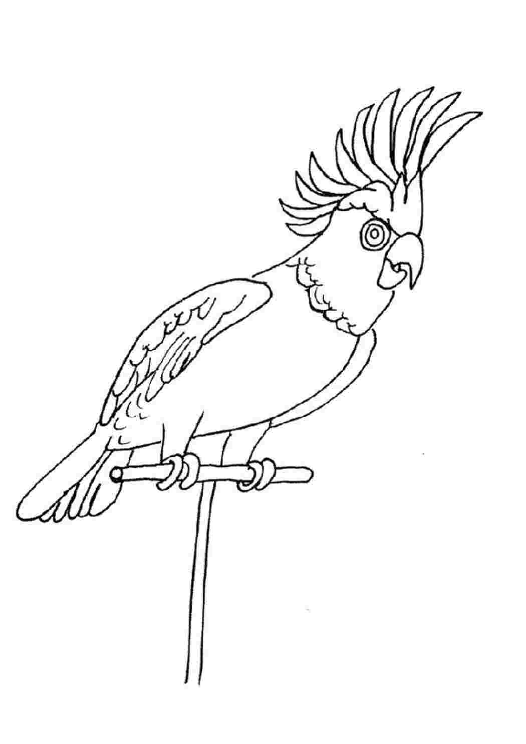 Раскраска Какаду