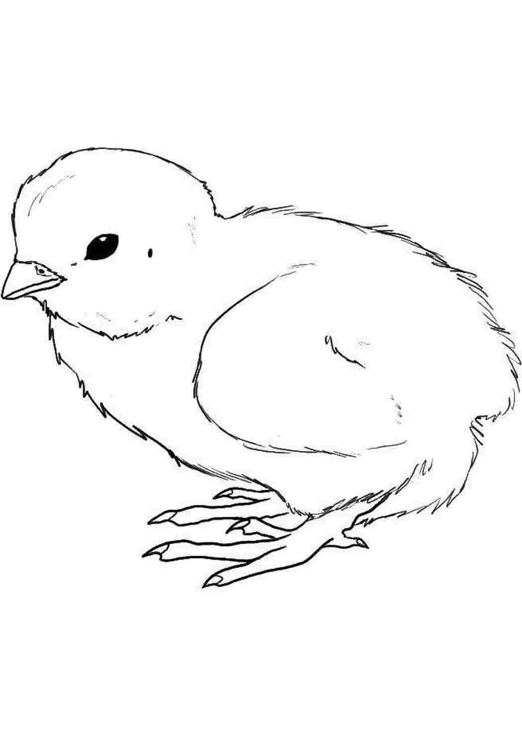 Нарисовать цыпленка карандашом