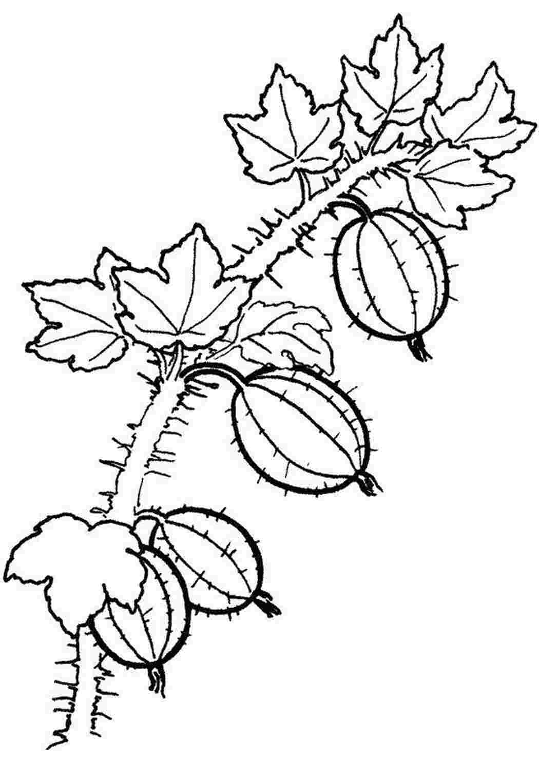 Раскраска Крыжовник