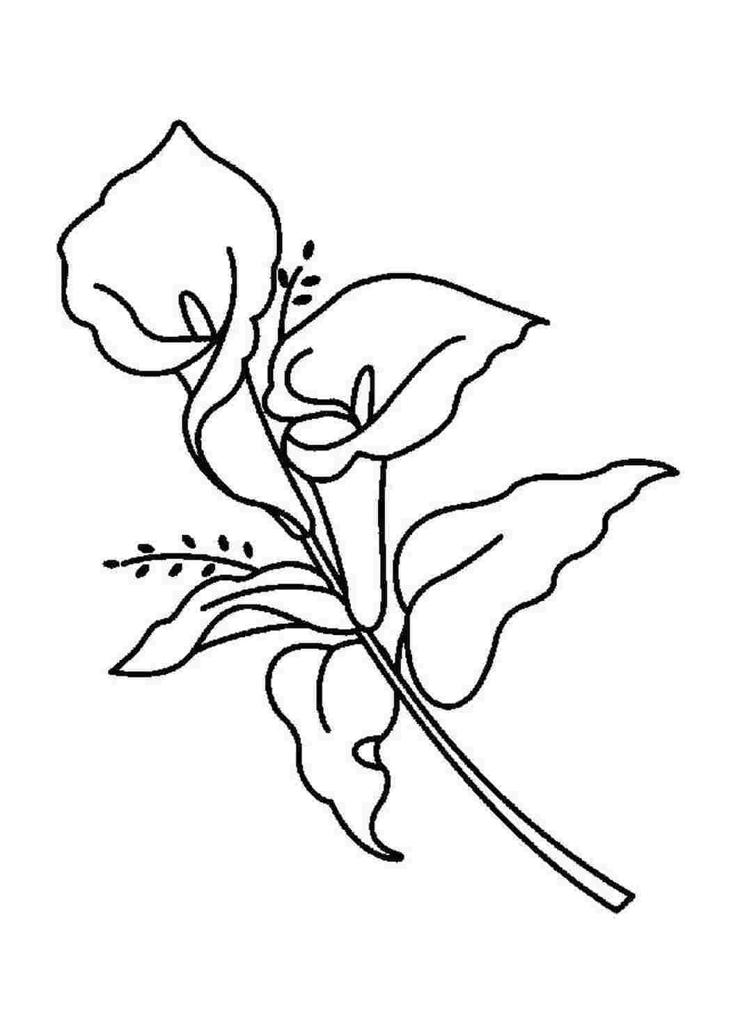 Раскраска Чудный цветок