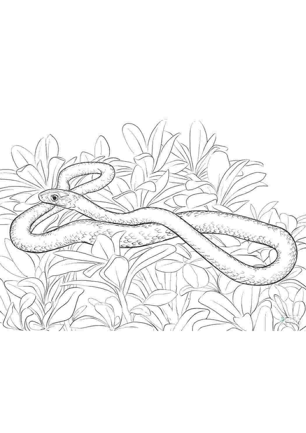 Раскраска Змея