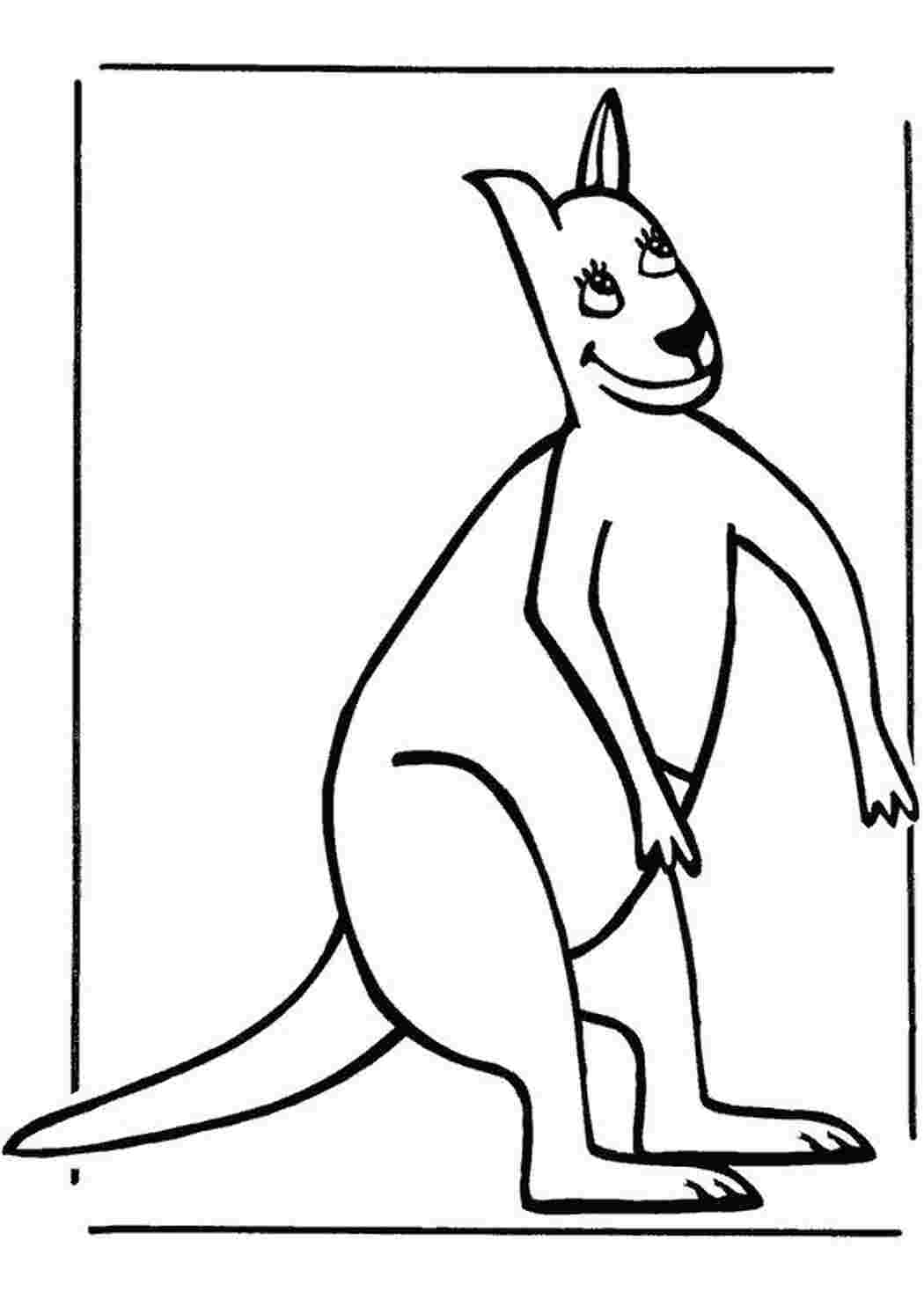 Раскраска Кенгуру
