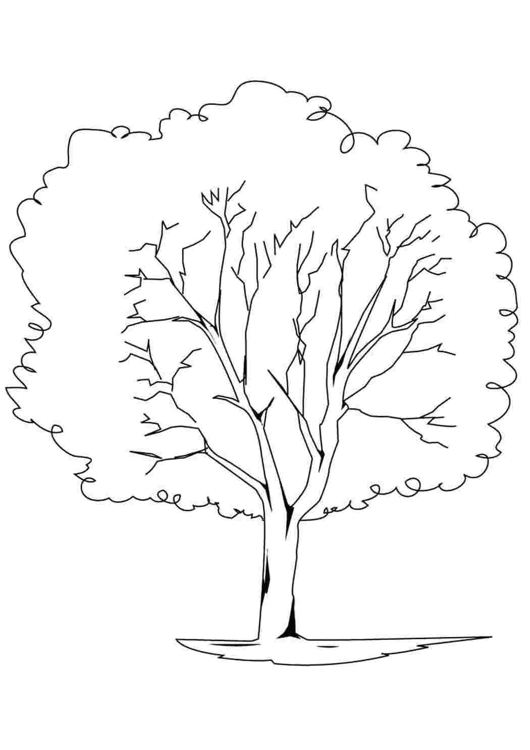 Раскраска береза