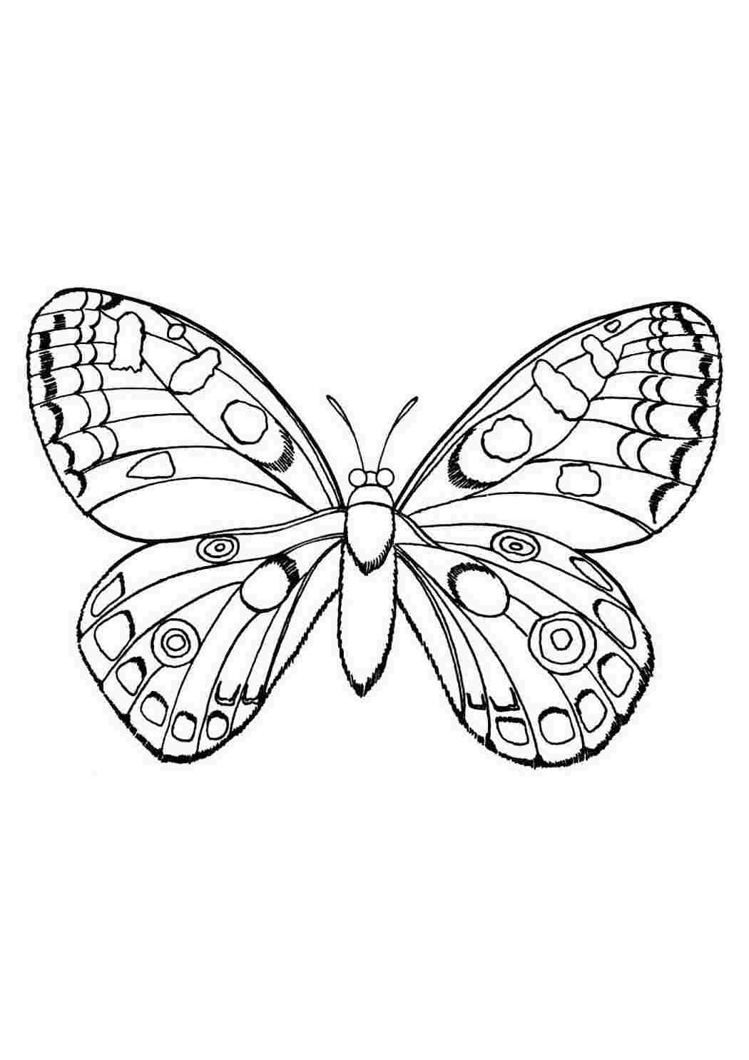 Раскраска Бабочка-раскраска
