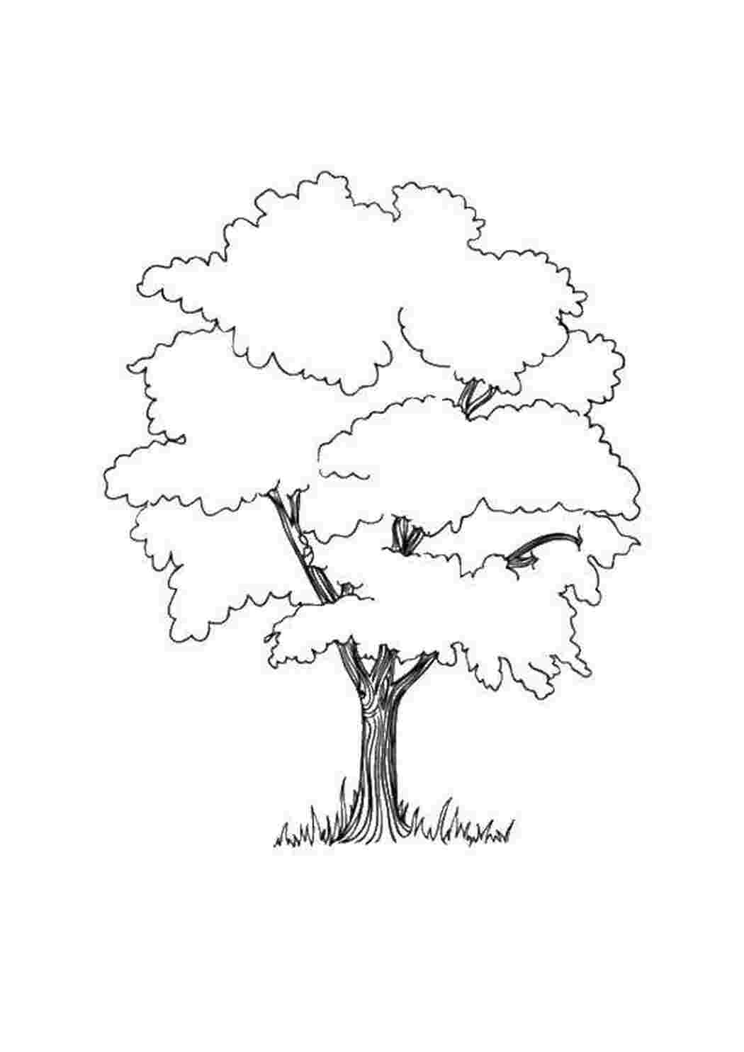 Раскраска Дерево