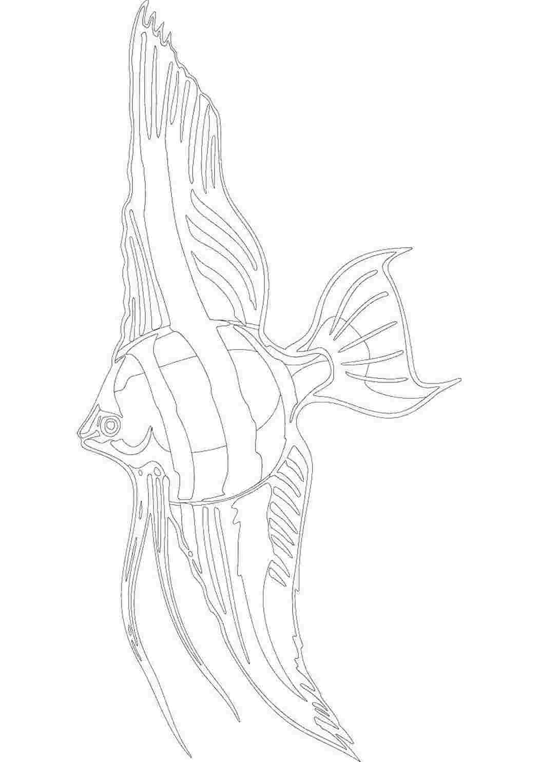 Раскраска Рыбы