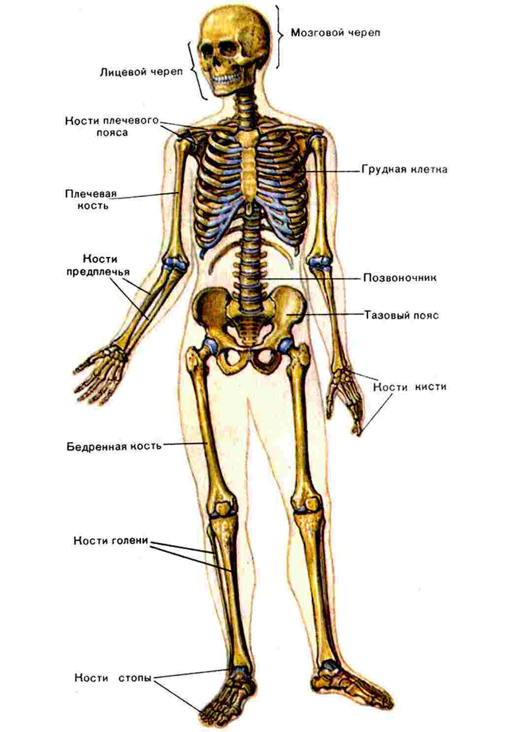 Скелет с названиями костей на русском языке. Строение костей человека схема. Название частей скелета человека. Скелет человека с описанием костей. Строение скелета человека анатомия.