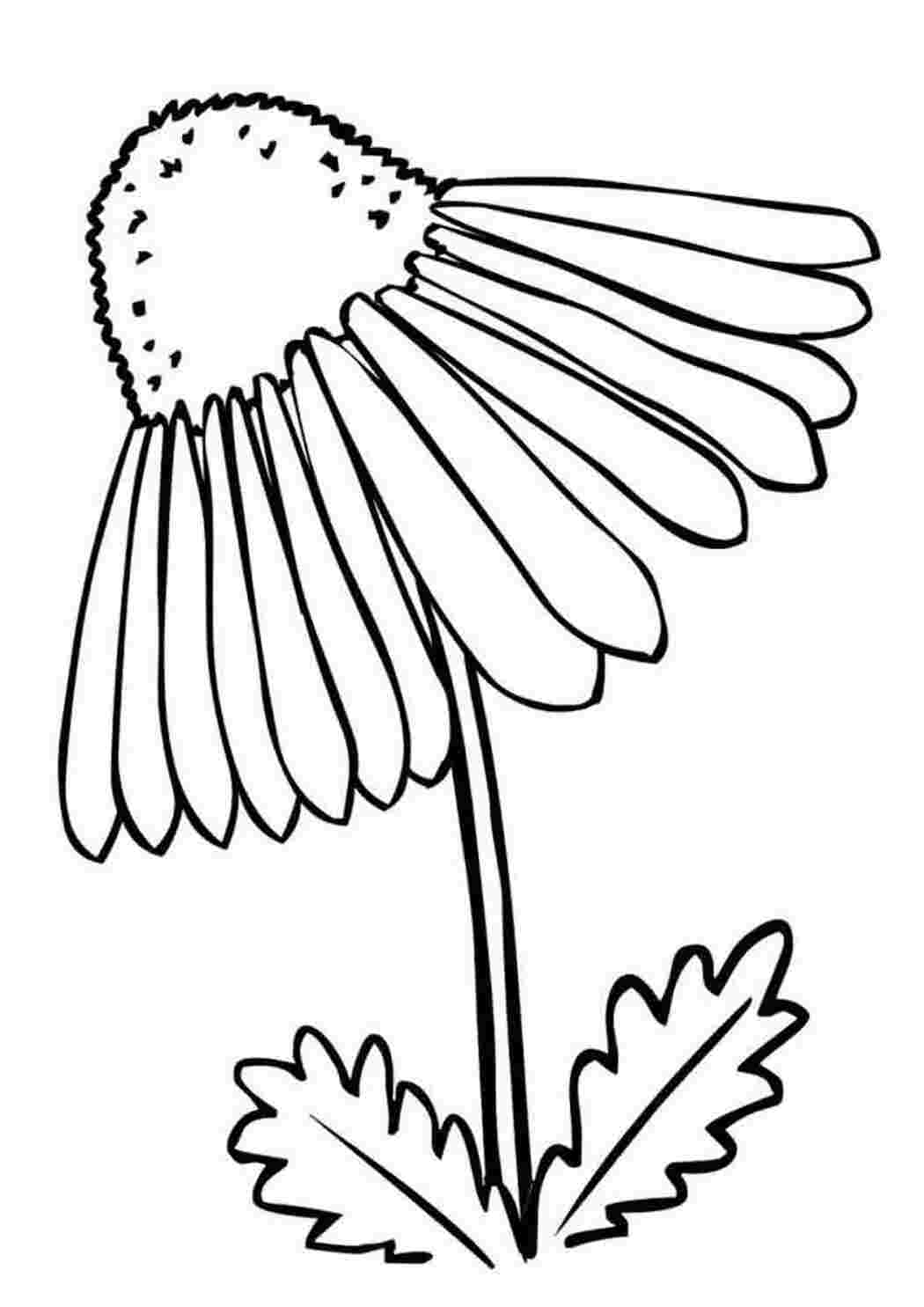 Раскраска Скачать или распечатать раскраску распечатать скачать, эхинацея