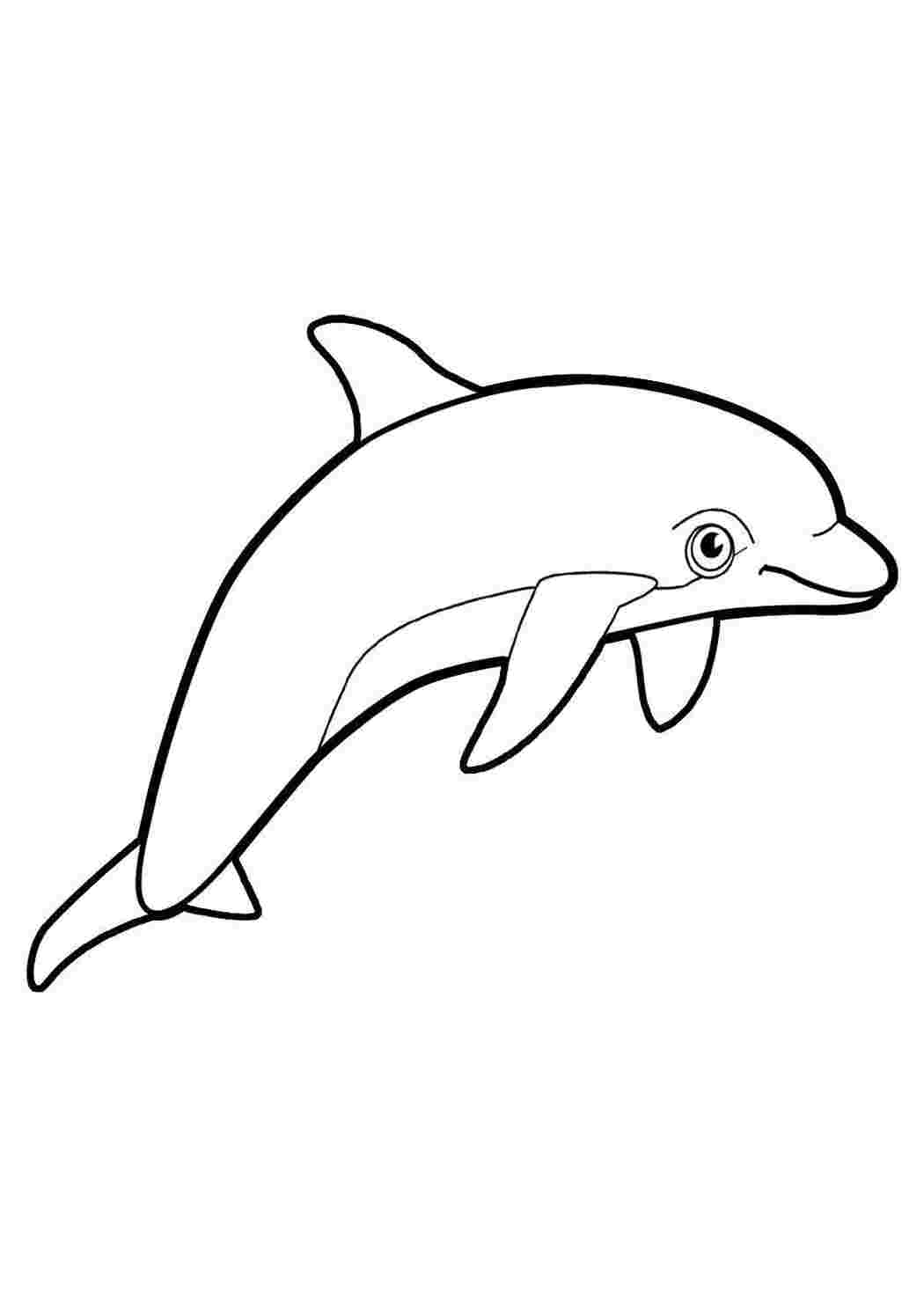 Контур дельфина для раскрашивания