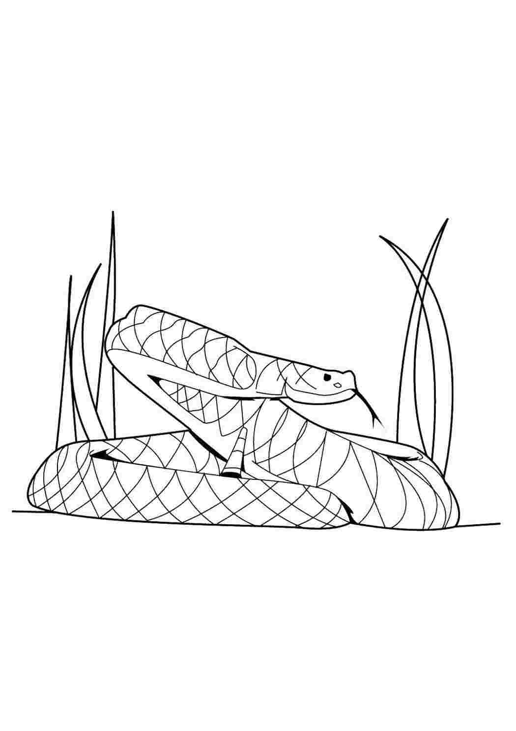 Раскраска Змея