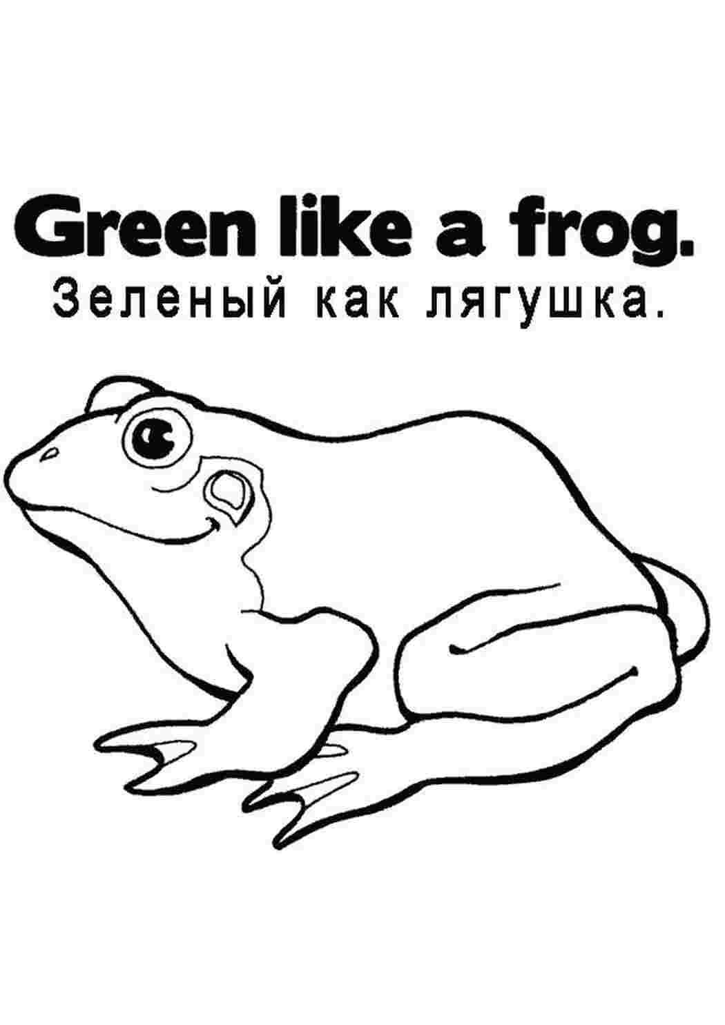 Раскраска лягушка