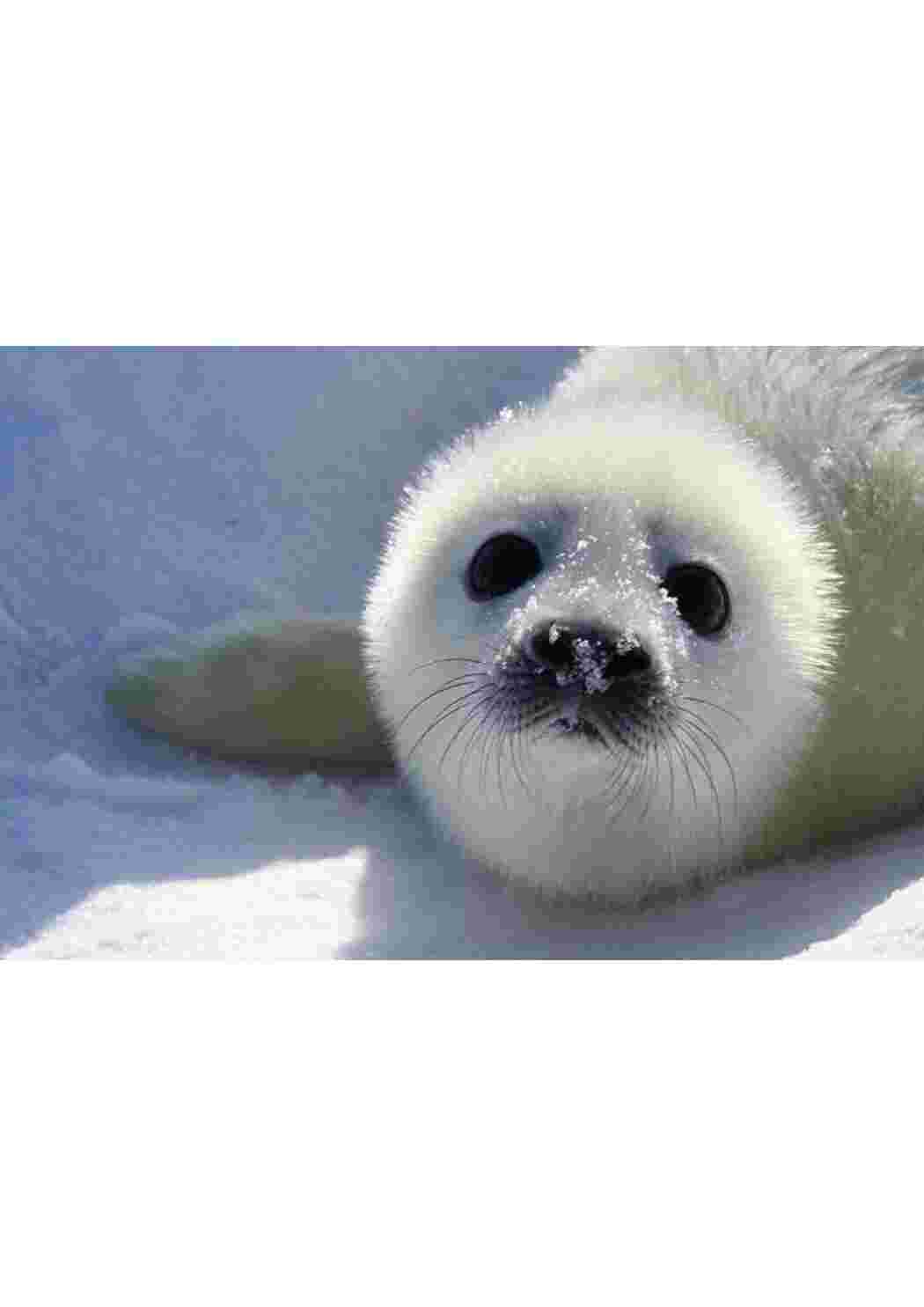 Раскраска пособие биология животные 