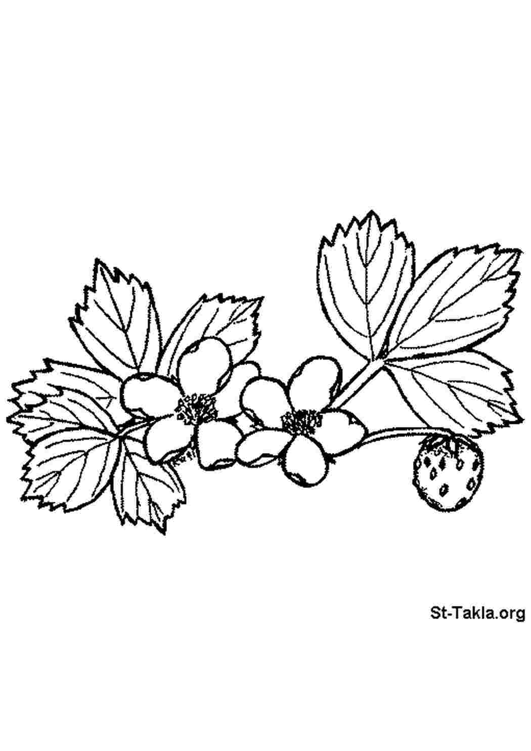 Земляника рисунок карандашом