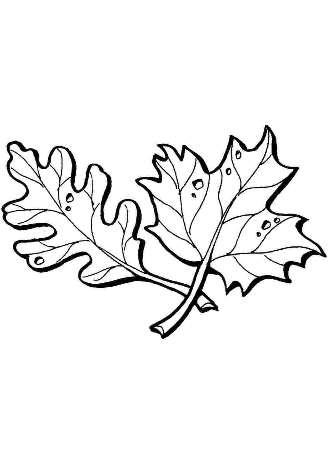 Раскраска Листья дуба