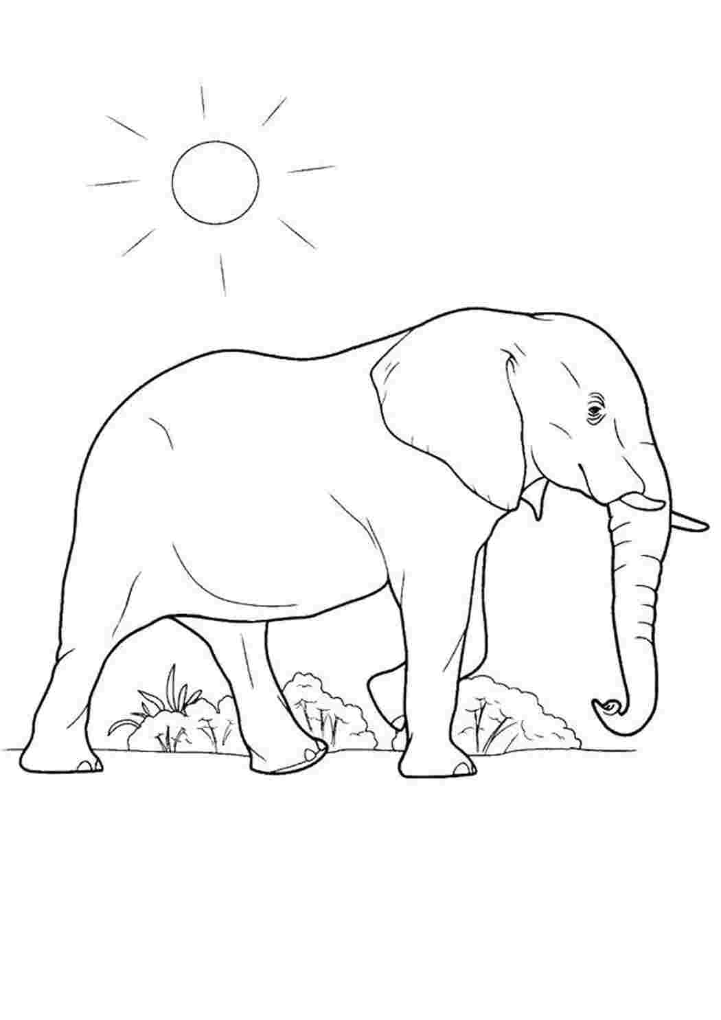 Раскраска слон гуляет под солнцем