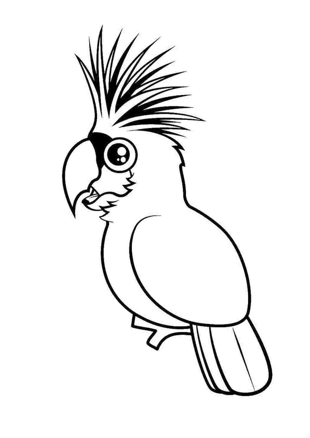 Раскраска Попугай