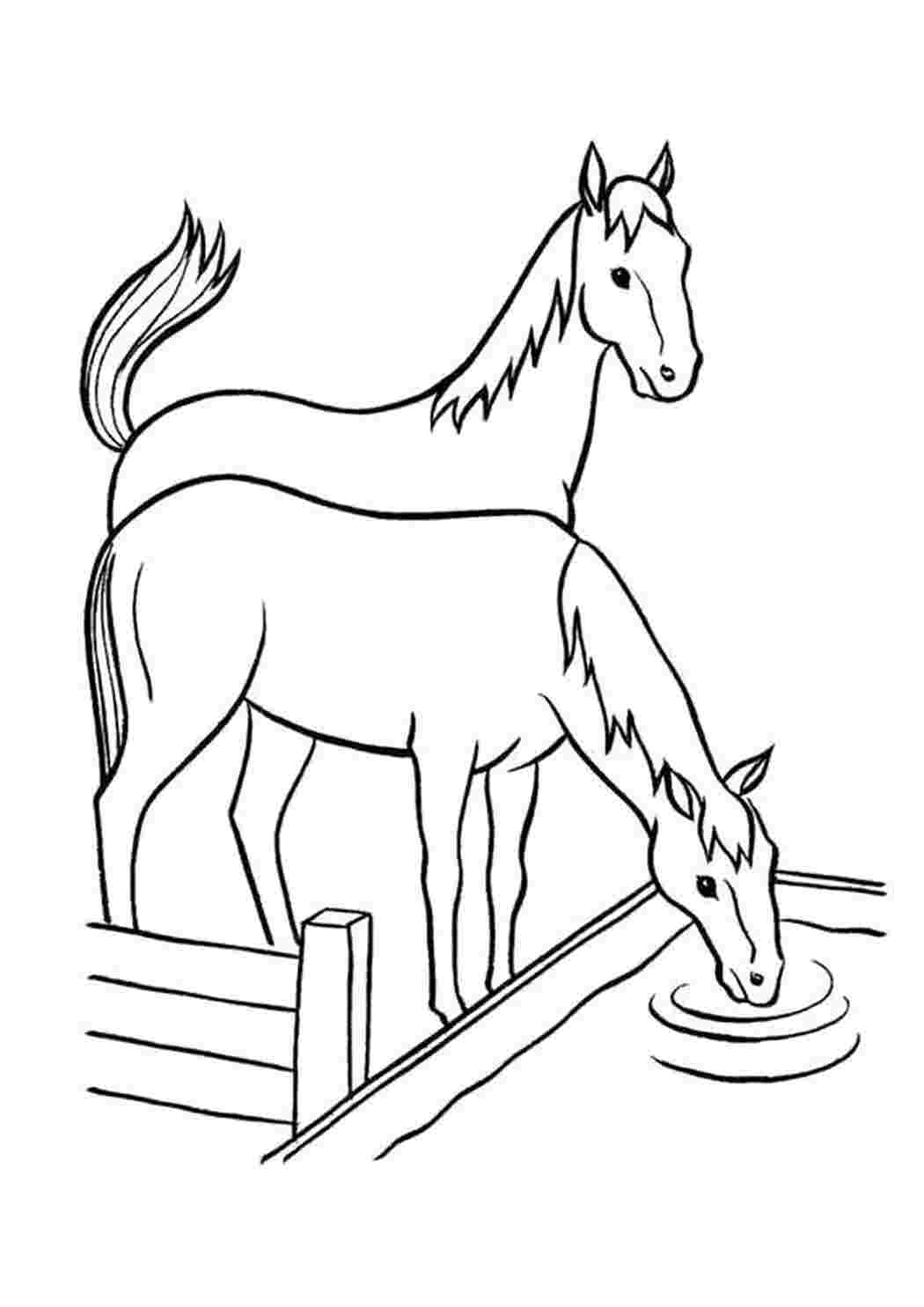 Раскраска Водопой