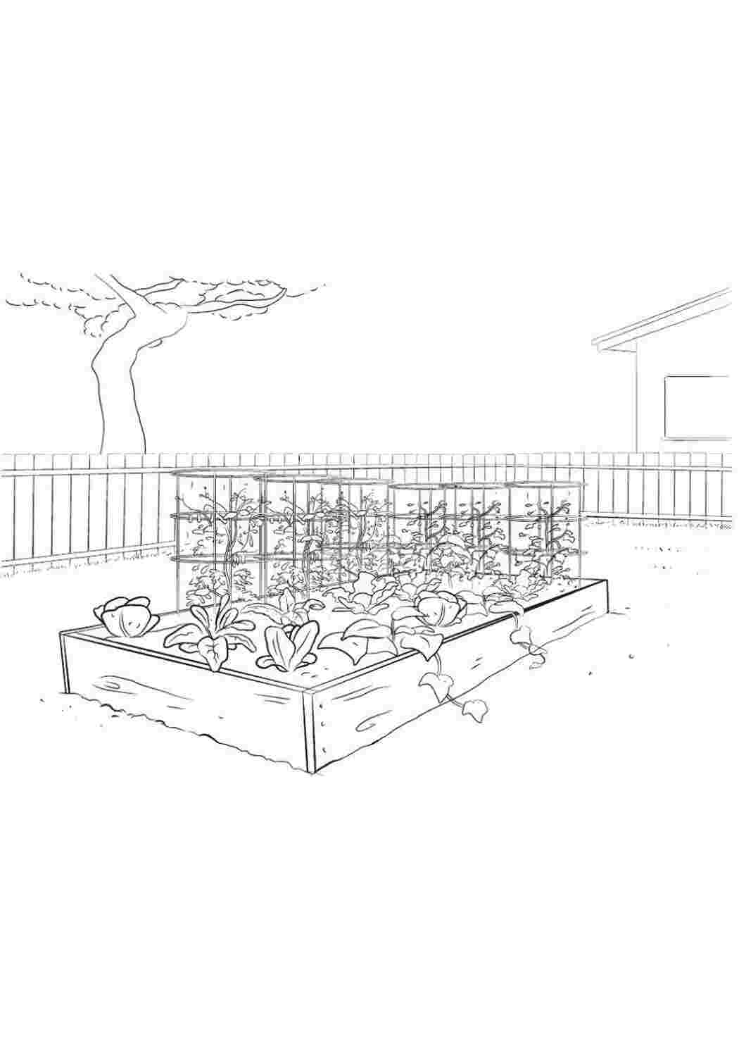 Раскраска Грядка