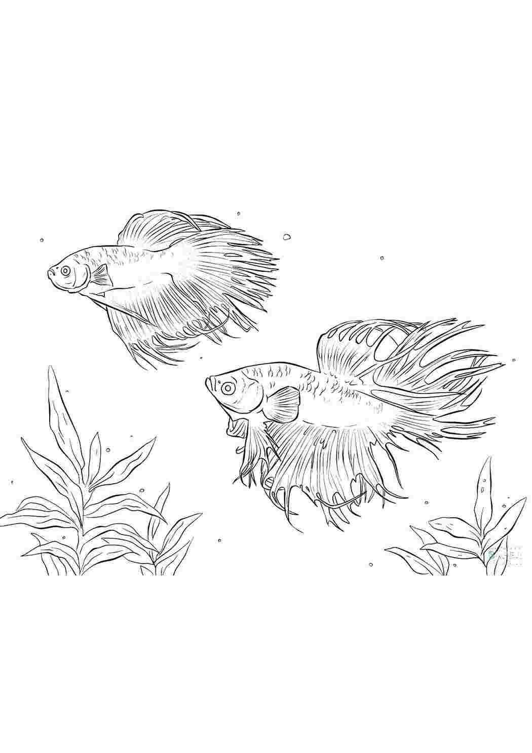 Раскраска Рыбы