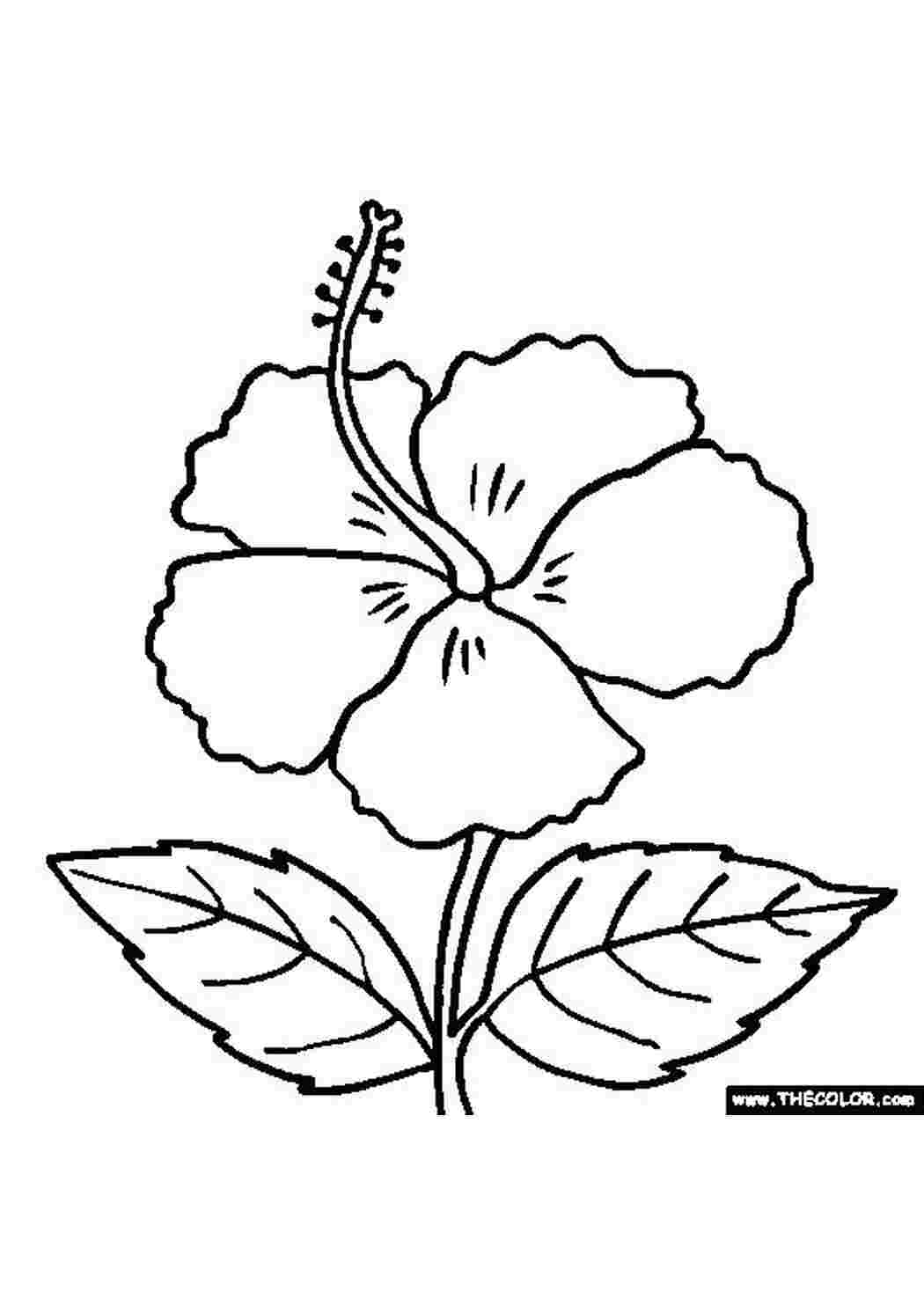Раскраска Цветок