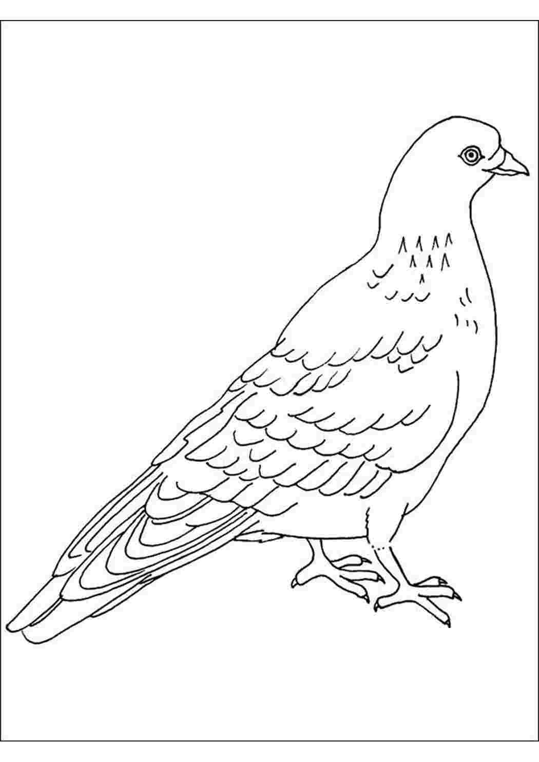 Раскраска Контурный голубь