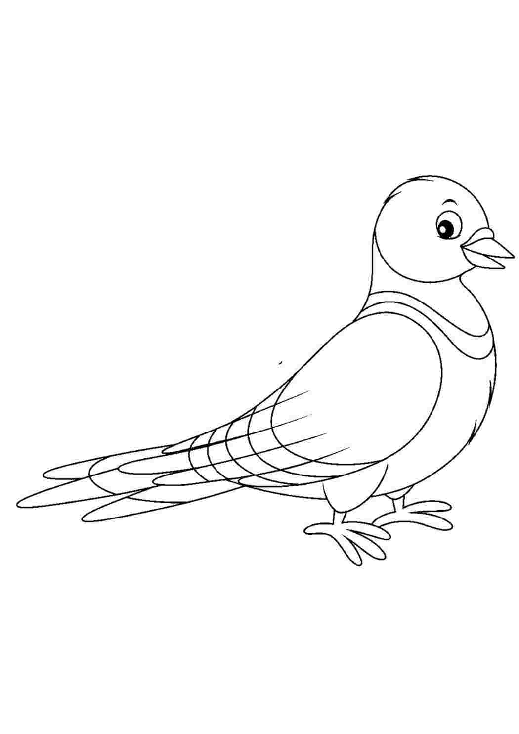 Раскраска голубь красивый 
