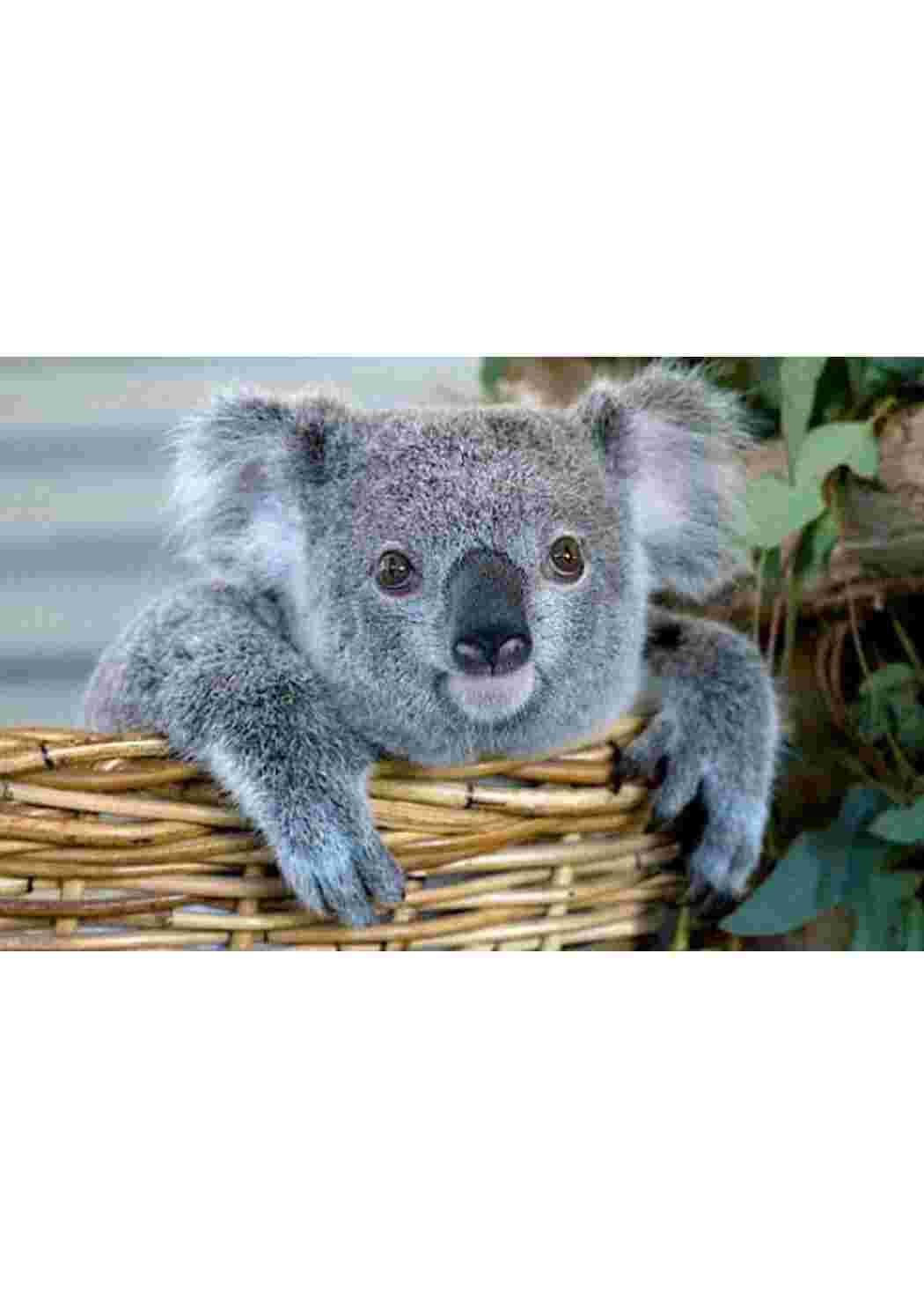 Раскраска пособие биология животные 