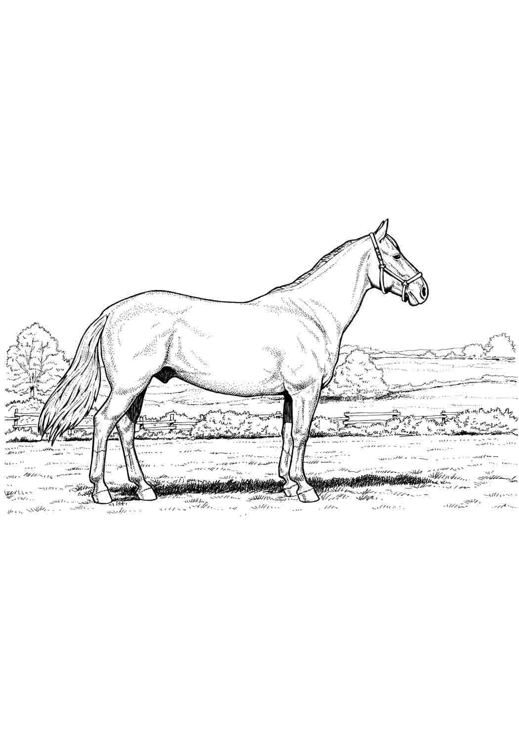 бежин луг лошади. тургенев и. пахомов. бежин луг ваня пахомов. раскраска лошади на природе.