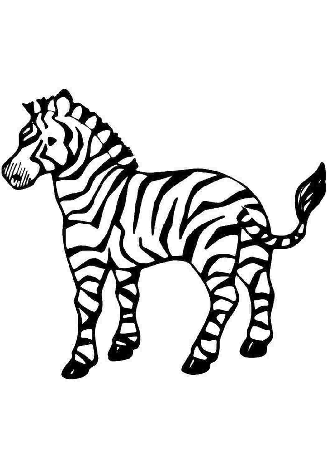 Раскраска Полосатая зебра