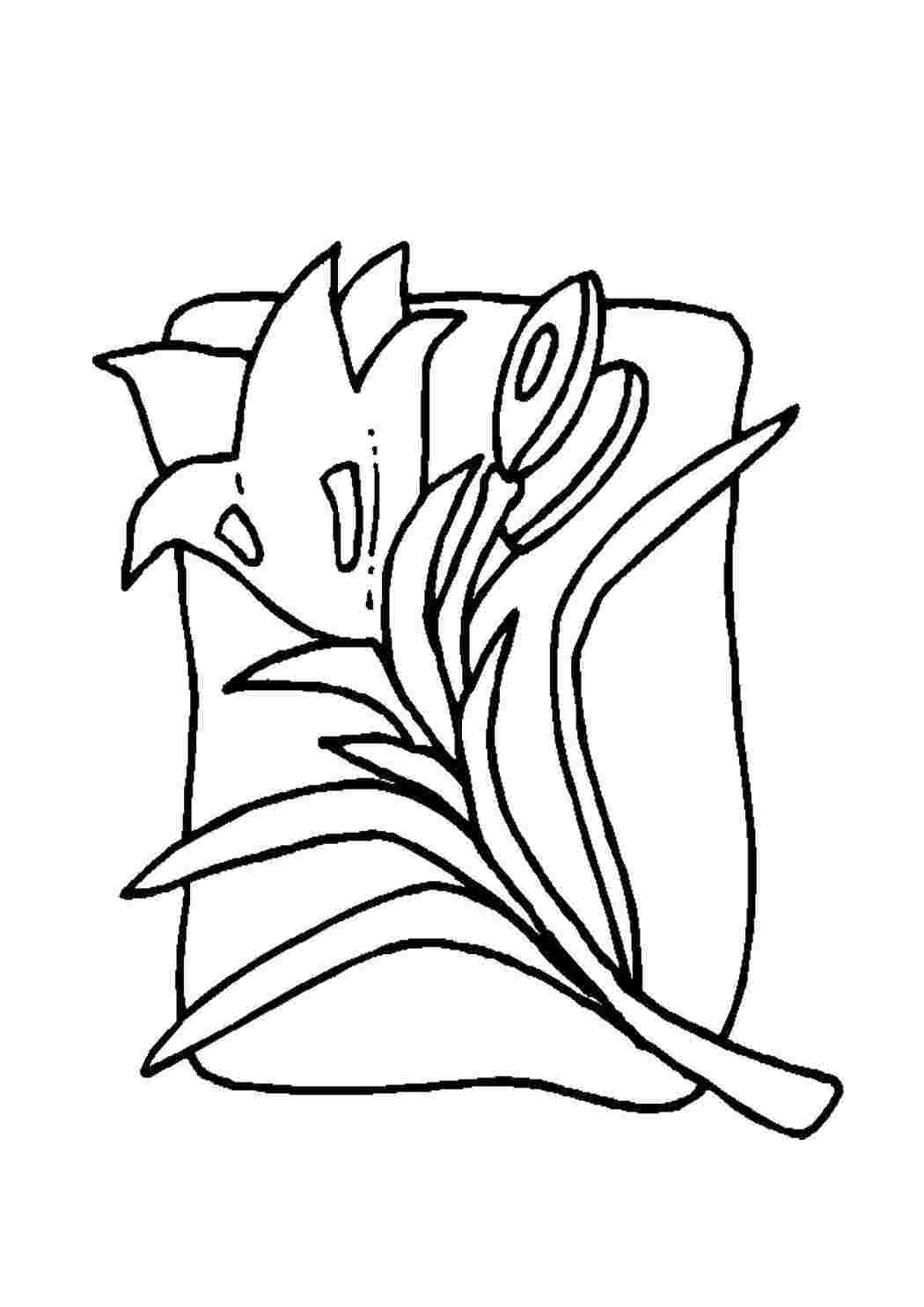 Раскраска Цветы