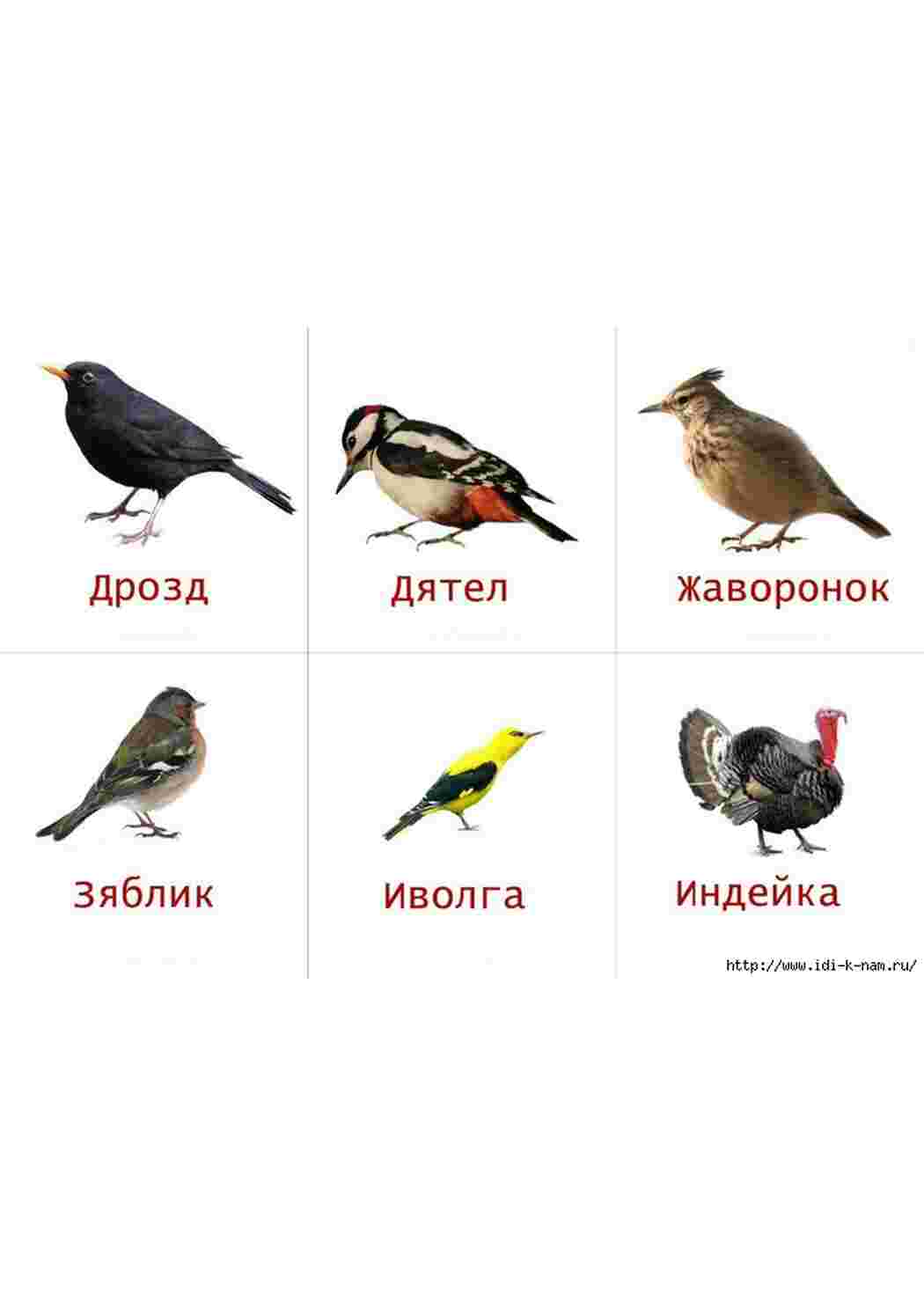 Раскраска карточка диких птиц 