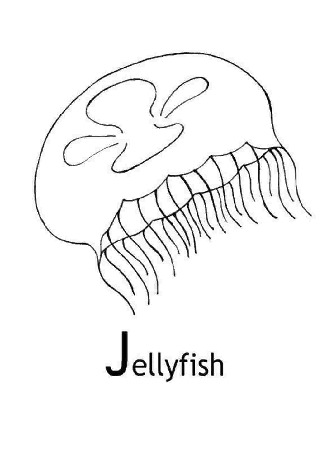 Медуза на английском. Jellyfish английский карточки для детей. Jellyfish animals раскраска. Раскраска для рисования медузы.