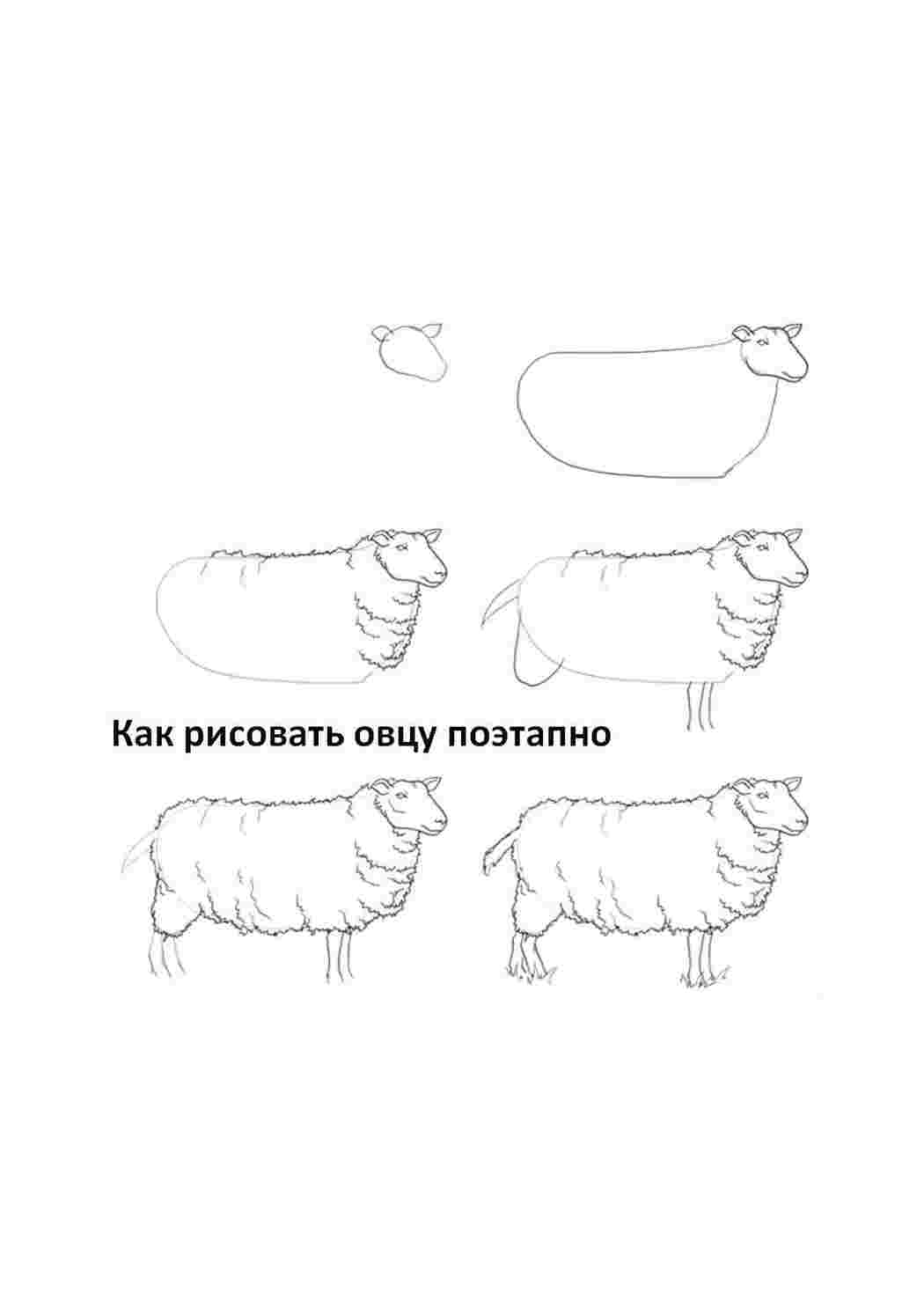 Как нарисовать овцу карандашом поэтапно