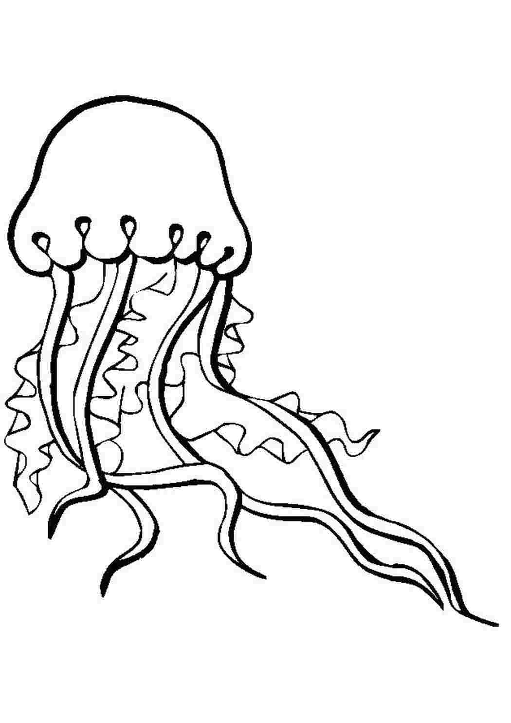 Раскраска большая медуза