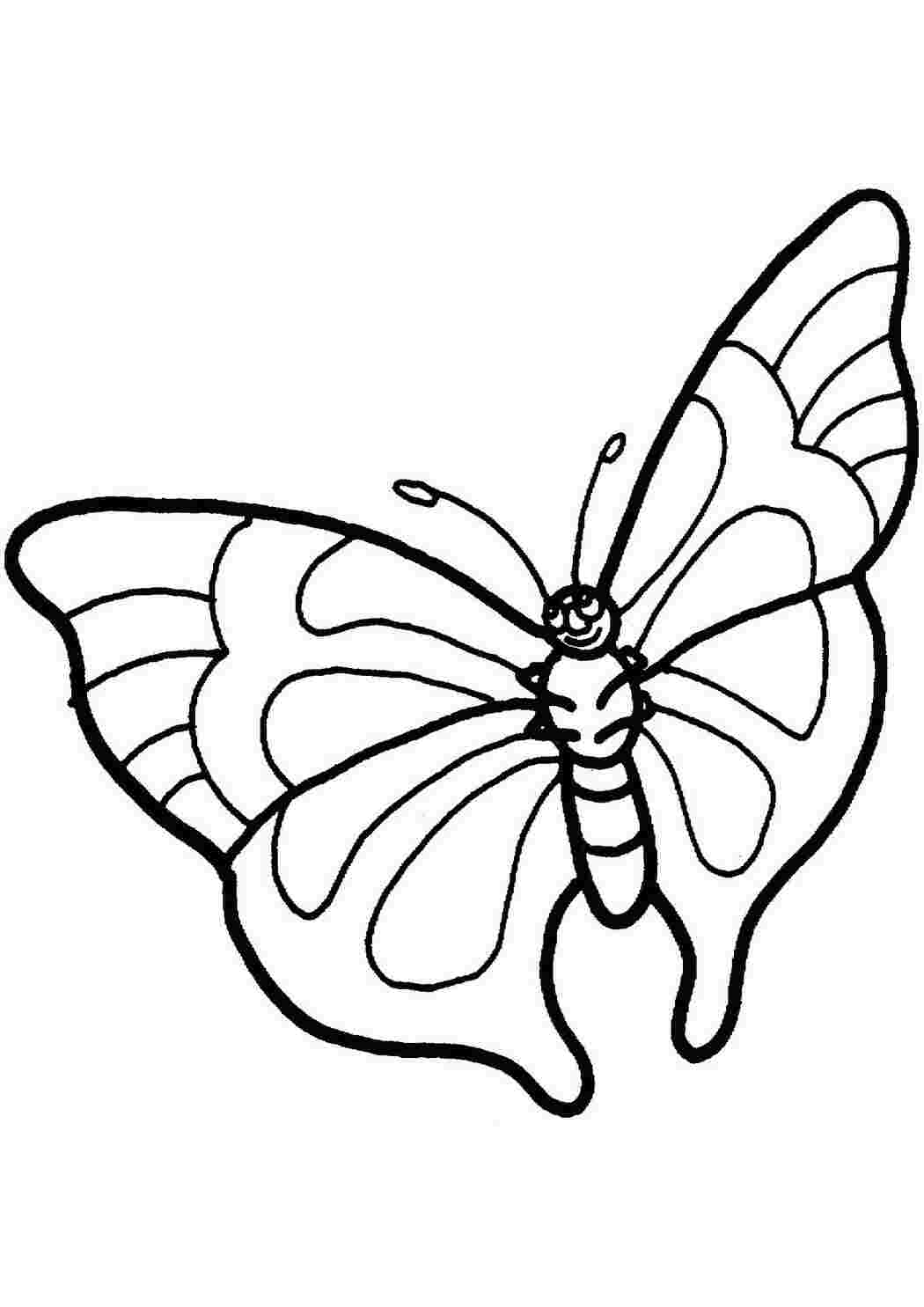 Раскраска бабочка старшая группа