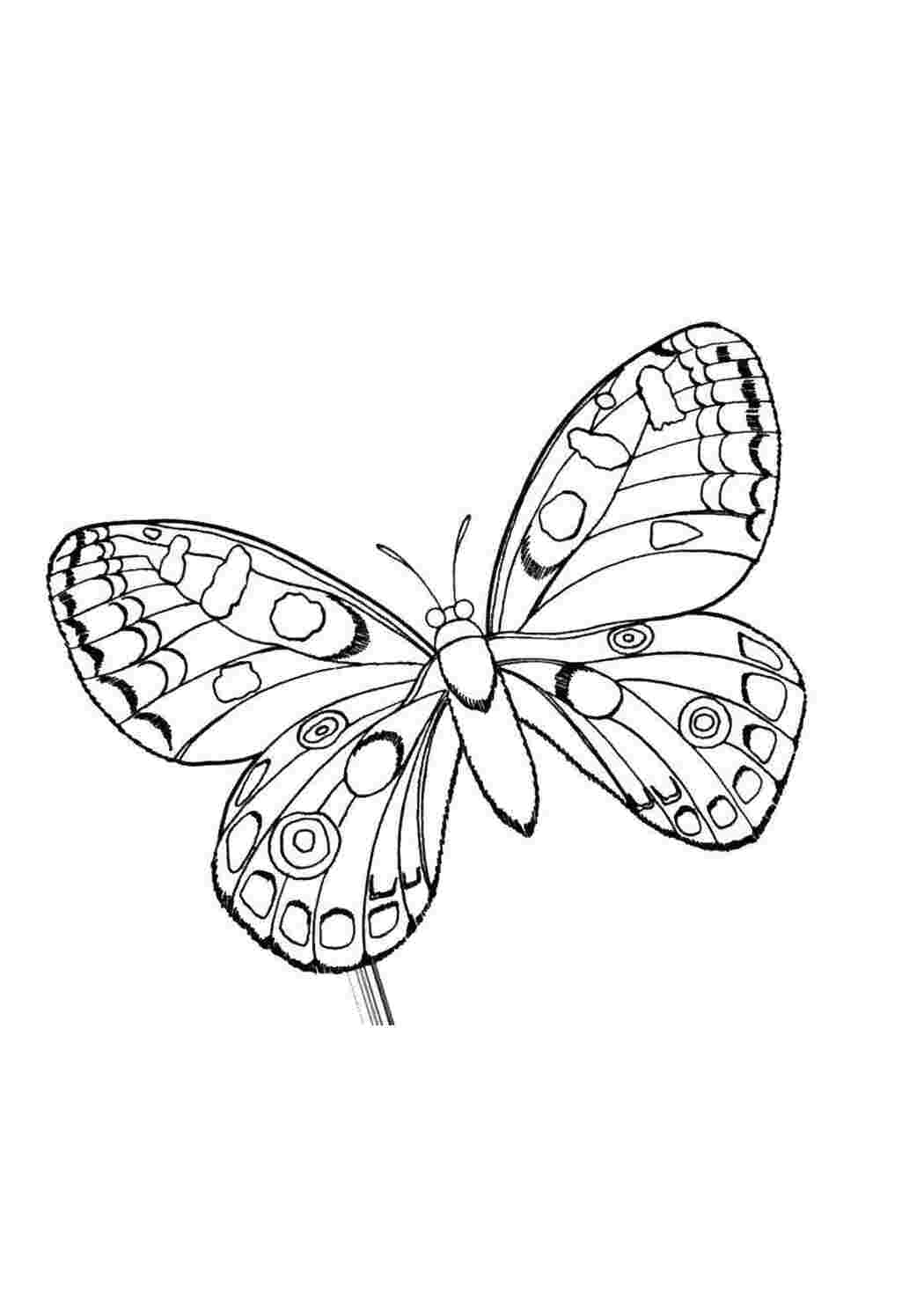 Распечатать картинки. Раскраски бабочки красивые. Раскраски для девочек бабочки. Раскраска для девочек красивые бабочки. Картинки бабочки красивые раскраски.