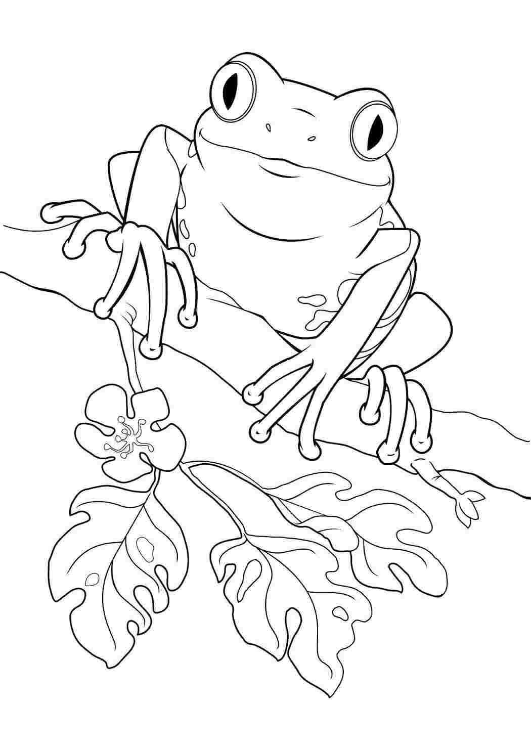 Раскраска Лягушка