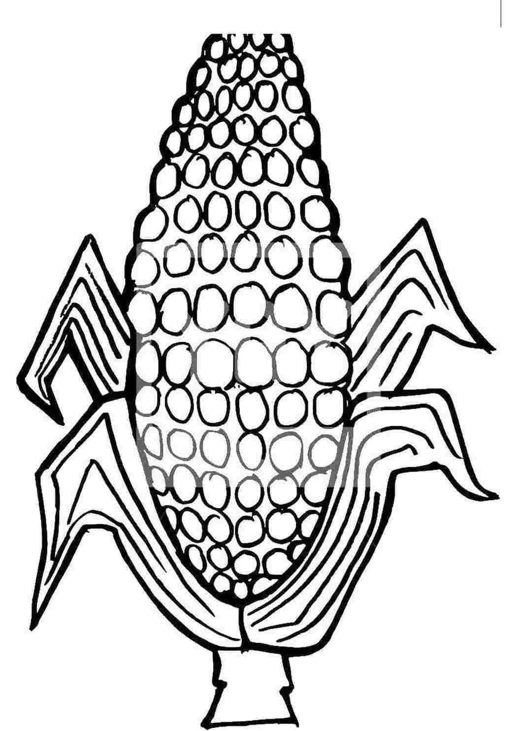 Раскраска Кукуруза
