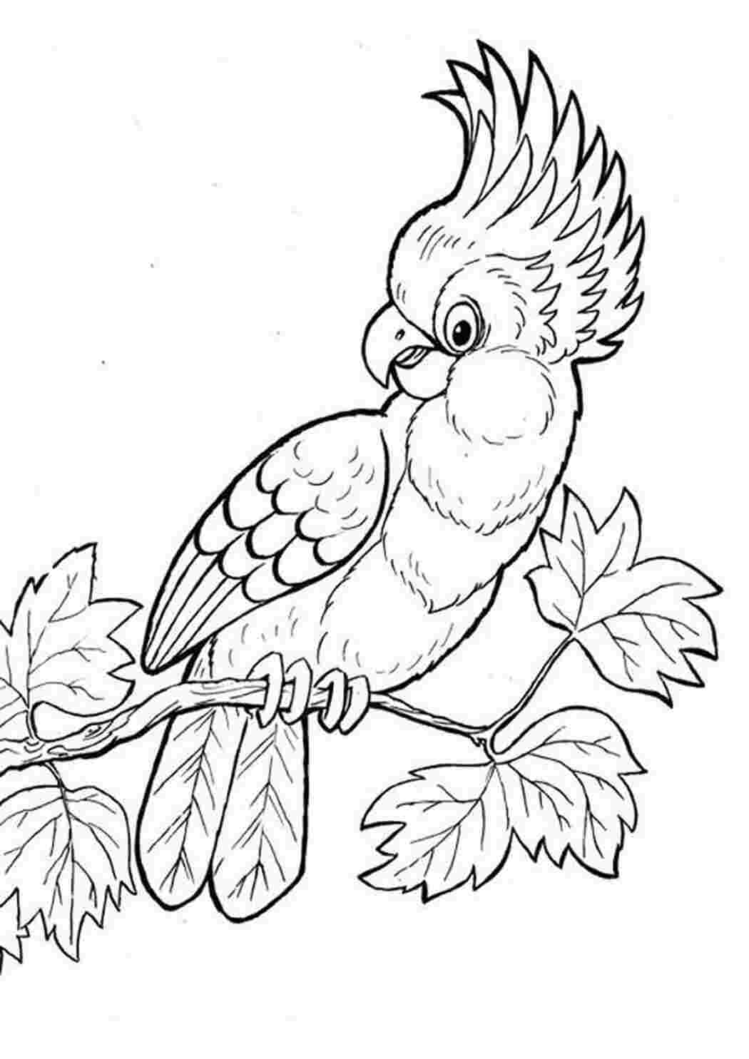 Раскраска детская попугай